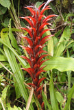 Pitcairnia squarrosa colorata | 10_Seeds