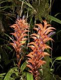 Pitcairnia squarrosa colorata | 10_Seeds