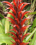 Pitcairnia squarrosa colorata | 10_Seeds