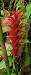 Pitcairnia squarrosa colorata | 10_Seeds