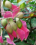 Pterolobium hexapetalum | Indian Redwing | Camp siege | Bhoca | 10_Seeds
