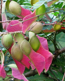 Pterolobium hexapetalum | Indian Redwing | Camp siege | Bhoca | 10_Seeds
