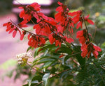 Pterolobium hexapetalum | Indian Redwing | Camp siege | Bhoca | 10_Seeds