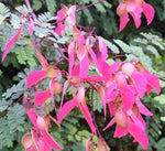 Pterolobium hexapetalum | Indian Redwing | Camp siege | Bhoca | 10_Seeds