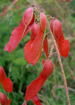 Pterolobium hexapetalum | Indian Redwing | Camp siege | Bhoca | 10_Seeds
