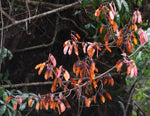 Pterolobium hexapetalum | Indian Redwing | Camp siege | Bhoca | 10_Seeds