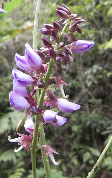 kudzu seeds for planting Pueraria tuberosa | Indian and Nepalese kudzu