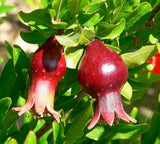 Punica Granatum Nana | Dwarf Pomegranate | 20_seeds