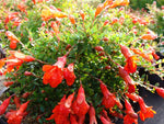 Punica Granatum Nana | Dwarf Pomegranate | 20_seeds