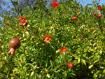 Punica Granatum Nana | Dwarf Pomegranate | 20_seeds