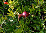 Punica Granatum Nana | Dwarf Pomegranate | 20_seeds