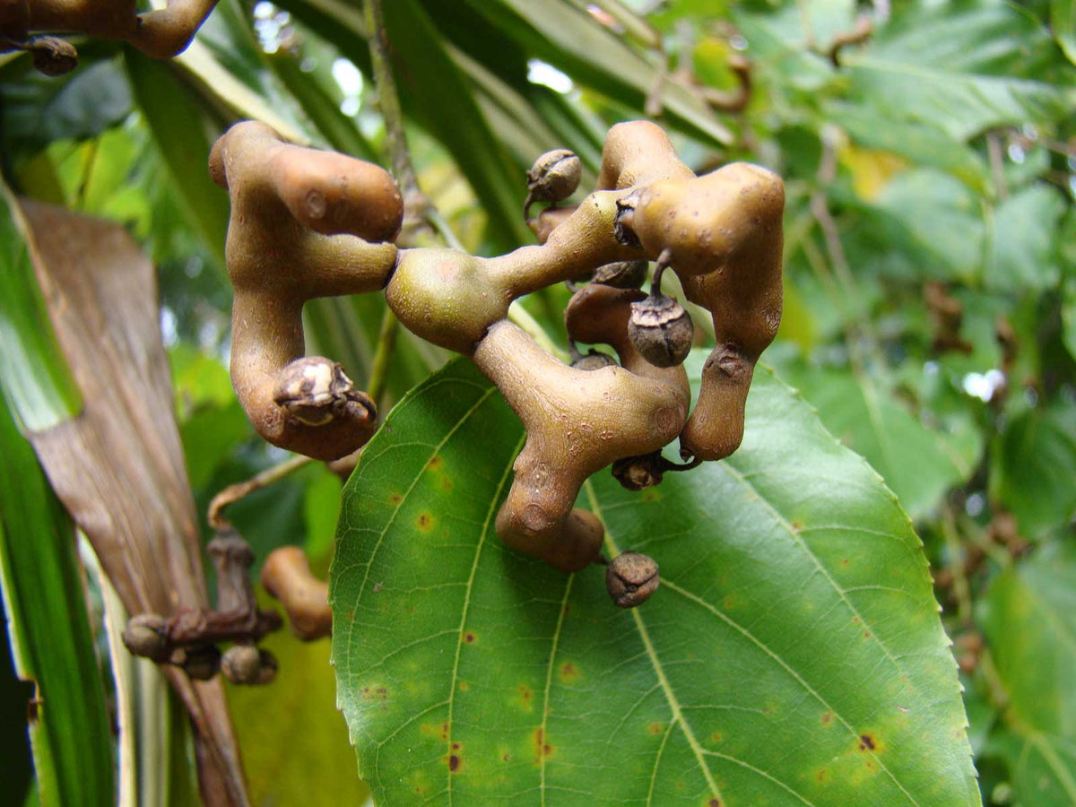Hovenia dulcis | Japanese Raisin Tree | Honey-Tree | 20_Seeds ...