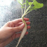 Raphanus sativus longipinnatus | Daikon | Oriental radish | Minowase | 10_Seeds