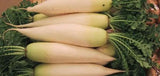 Raphanus sativus longipinnatus | Daikon | Oriental radish | Minowase | 10_Seeds
