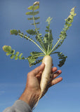 Raphanus sativus longipinnatus | Daikon | Oriental radish | Minowase | 10_Seeds