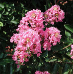 Lagerstroemia indica Raspberry Sundae | 10_seeds