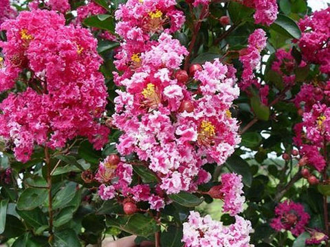 Lagerstroemia indica Raspberry Sundae | 10_seeds – Butterfly Garden Seeds