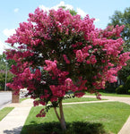 Lagerstroemia indica Raspberry Sundae | 10_seeds