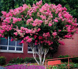 Lagerstroemia indica Raspberry Sundae | 10_seeds