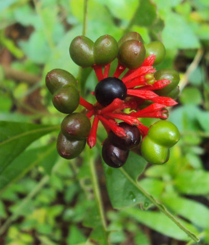 indian snake root is it safe to plant in yard Rauvolfia serpentina | Indian Snakeroot | Devil Pepper