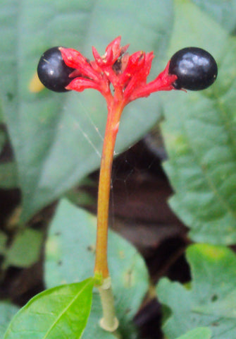 indian snake root plant Rauvolfia serpentina | Indian Snakeroot | Devil Pepper