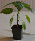 Brugmansia sanguinea Red | Eagle Tree | Mountain Angel Trumpet | 12_inch_Plant