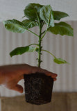Brugmansia sanguinea Red | Eagle Tree | Mountain Angel Trumpet | 12_inch_Plant