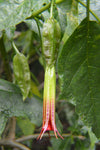 Brugmansia sanguinea Red | Eagle Tree | Mountain Angel Trumpet | 12_inch_Plant
