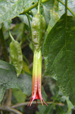 Brugmansia sanguinea Red | Eagle Tree | Mountain Angel Trumpet | 12_inch_Plant