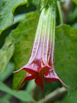 Brugmansia sanguinea Red | Eagle Tree | Mountain Angel Trumpet | 12_inch_Plant