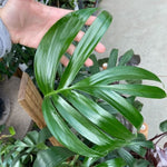 Rhaphidophora decursiva | Creeping Philodendron | Shingle Plant | 20_Seeds