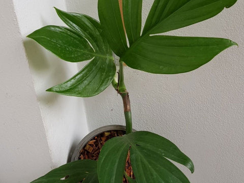 creeping philodendron Rhaphidophora decursiva | Creeping Philodendron | Shingle Plant