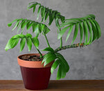 Rhaphidophora decursiva | Creeping Philodendron | Shingle Plant | 20_Seeds