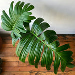 Rhaphidophora decursiva | Creeping Philodendron | Shingle Plant | 20_Seeds