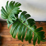 Rhaphidophora decursiva | Creeping Philodendron | Shingle Plant | 20_Seeds