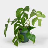 Rhaphidophora tetrasperma | Mini Monstera | Ginny Philodendron | 20_Seeds