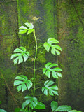 Rhaphidophora tetrasperma | Mini Monstera | Ginny Philodendron | 20_Seeds