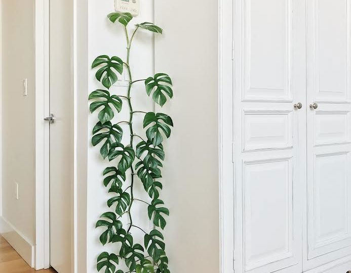 philodendron ginny vs rhaphidophora tetrasperma Rhaphidophora tetrasperma | Mini Monstera | Ginny Philodendron