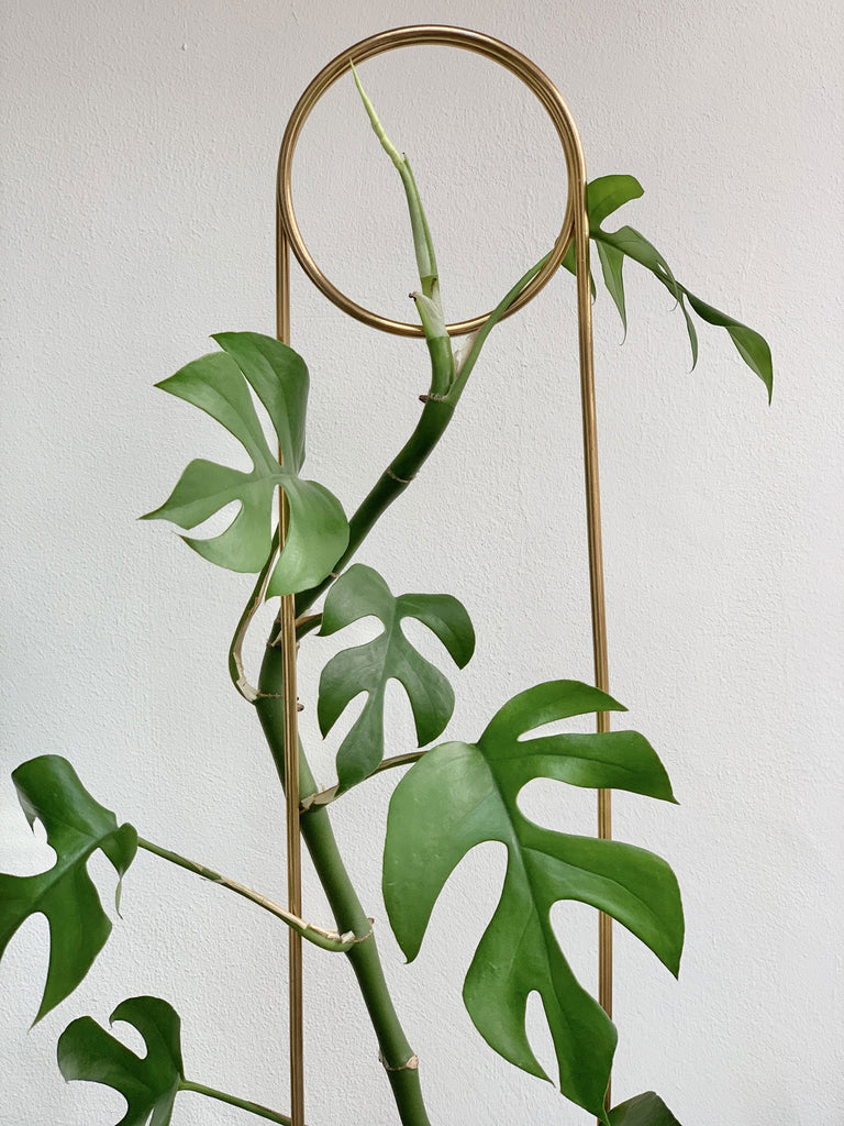 philodendron ginny mini monstera Rhaphidophora tetrasperma | Mini Monstera | Ginny Philodendron