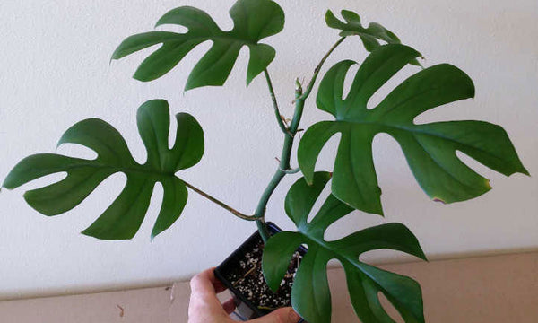 philodendron ginny Rhaphidophora tetrasperma | Mini Monstera | Ginny Philodendron