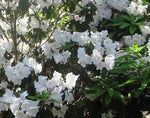 Rhododendron griffithianum | 100_Seeds