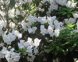 Rhododendron griffithianum | 100_Seeds