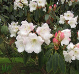 Rhododendron griffithianum | 100_Seeds
