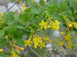 Ribes aureum var. gracillimum | Golden Currant | 50_Seeds