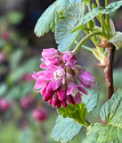 Ribes nevadense | Mountain Pink & Sierra Currant | 10_Seeds
