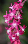 Ribes sanguineum | Blood & Flowering & Redflower & Winter Currant | 10_Seeds
