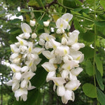 Robinia pseudoacacia | Black & Yellow Locust | False Acacia | 10_Seeds