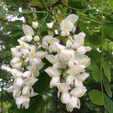 Robinia pseudoacacia | Black & Yellow Locust | False Acacia | 10_Seeds