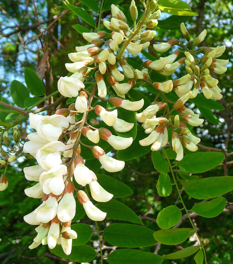 CHUXAY GARDEN 25 Seeds Robinia Pseudoacacia,Black Locust