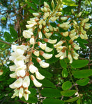 Robinia pseudoacacia | Black & Yellow Locust | False Acacia | 10_Seeds